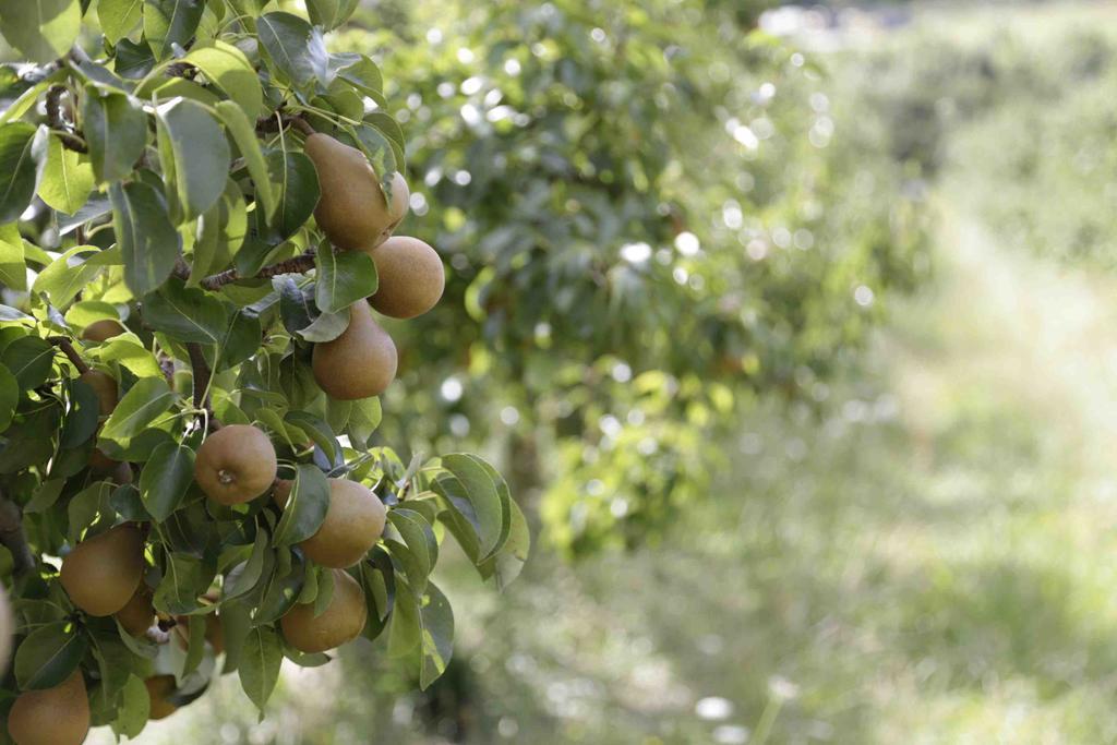 The Pear Orchard Lodge Richmond Bagian luar foto