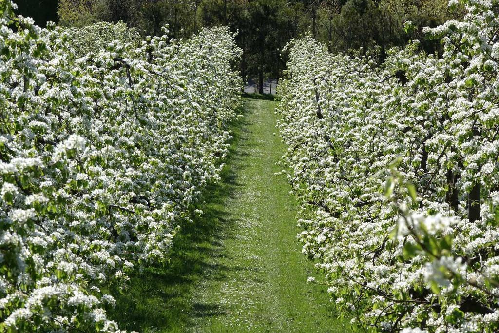 The Pear Orchard Lodge Richmond Bagian luar foto